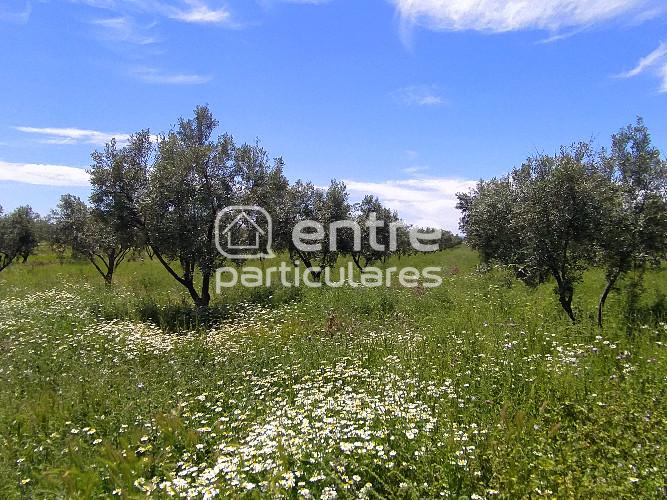 Terreno con olivos en venta